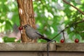 Gray Catbird Royalty Free Stock Photo