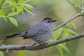 Gray Catbird Royalty Free Stock Photo