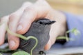 Gray Catbird allows petting after being rescued from a collision