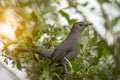 A Gray Catbird bird perched on a tree branch in summer Florida shrubs Royalty Free Stock Photo