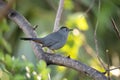 A Gray Catbird bird perched on a tree branch in summer Florida shrubs Royalty Free Stock Photo