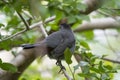 A Gray Catbird bird perched on a tree branch in summer Florida shrubs Royalty Free Stock Photo