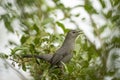 A Gray Catbird bird perched on a tree branch in summer Florida shrubs Royalty Free Stock Photo
