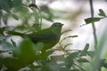 A Gray Catbird bird perched on a tree branch in summer Florida shrubs Royalty Free Stock Photo