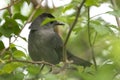 A Gray Catbird bird perched on a tree branch in summer Florida shrubs Royalty Free Stock Photo
