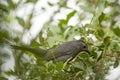 A Gray Catbird bird perched on a tree branch in summer Florida shrubs Royalty Free Stock Photo