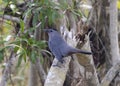 Gray catbird on a branch. Royalty Free Stock Photo