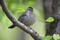 Gray Catbird on branch horizontal