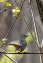 Gray Catbird closeup in a triangle of branches Royalty Free Stock Photo