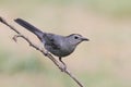 Gray Catbird Dumetella carolinensis Royalty Free Stock Photo