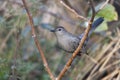 Gray Catbird (Dumetella carolinensis) Royalty Free Stock Photo