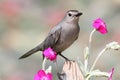 Gray Catbird (Dumetella carolinensis) Royalty Free Stock Photo