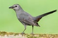 Gray Catbird (Dumetella carolinensis) Royalty Free Stock Photo