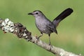 Gray Catbird (Dumetella carolinensis)