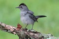 Gray Catbird (Dumetella carolinensis)