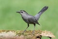 Gray Catbird (Dumetella carolinensis) Royalty Free Stock Photo