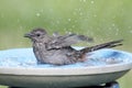 Gray Catbird (Dumetella carolinensis)