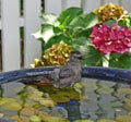 Gray Catbird -  Dumetella carolinensis - in birdbath Royalty Free Stock Photo