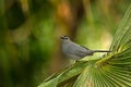 Gray catbird, Dumetella carolinensis, birdwatching in Central America. Forest animal. Wildlife scene from nature, Belize. Grey bi Royalty Free Stock Photo