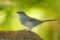 Gray catbird, Dumetella carolinensis, birdwatching in Central America. Wildlife scene from nature, Belize. Grey bird in the nature