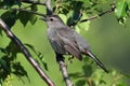 Gray Catbird (Dumetella carolinensis) on a Branch Royalty Free Stock Photo