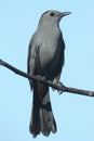 Gray Catbird Dumetella carolinensis Royalty Free Stock Photo