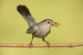 Gray Catbird Dumetella carolinensis Royalty Free Stock Photo