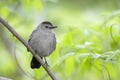 Gray Catbird (Dumetella carolinensis carolinensis) Royalty Free Stock Photo