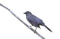 Gray catbird, Dumetella carolinensis Royalty Free Stock Photo