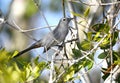 Gray Catbird on Chase Prairie in Okefenokee National Wildlife Refuge, Georgia USA Royalty Free Stock Photo