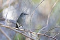 The Gray catbird Dumetella carolinensis perched in a tree. Royalty Free Stock Photo