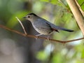 Gray Catbird, Dumetella carolinensis, sitting on a branch, Belize Royalty Free Stock Photo