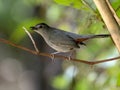 Gray Catbird, Dumetella carolinensis, sitting on a branch, Belize Royalty Free Stock Photo