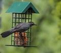 Gray Catbird Hanging on Metal Caged Bird Feeder