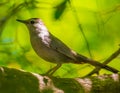 Gray Catbird near the Minnesota River in the Minnesota River National Wildlife Refuge near Bass Ponds