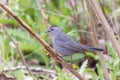 Gray Catbird.Oak Harbor.Magee Marsh Wildlife Area.Ohio.USA Royalty Free Stock Photo