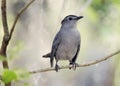 Gray Catbird Perching Royalty Free Stock Photo