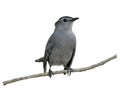 Gray Catbird Perching Royalty Free Stock Photo