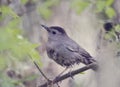 Gray Catbird Perching Royalty Free Stock Photo