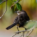 A Gray Catbird Looking Over its Shoulder Royalty Free Stock Photo