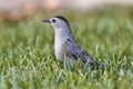 Gray catbird perching on grassland Royalty Free Stock Photo