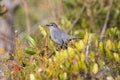 Gray catbird perching on a green tree branch in the park on a sunny day with blur background Royalty Free Stock Photo