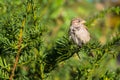 Gray catbird perching on a tree Royalty Free Stock Photo