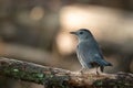 Gray catbird perching on wood Royalty Free Stock Photo