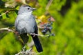 Gray Catbird Royalty Free Stock Photo