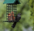 Gray Catbird Standing on Green Caged Bird Feeder Royalty Free Stock Photo