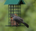 Gray Catbird Standing on Metal Caged Bird Feeder