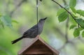 Gray Catbird Standing ontop Bird Feeder