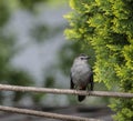 Gray Catbird Standing on Rope Royalty Free Stock Photo