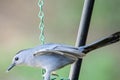 Gray Catbird Closeup. Royalty Free Stock Photo